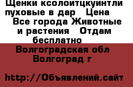 Щенки ксолоитцкуинтли пуховые в дар › Цена ­ 1 - Все города Животные и растения » Отдам бесплатно   . Волгоградская обл.,Волгоград г.